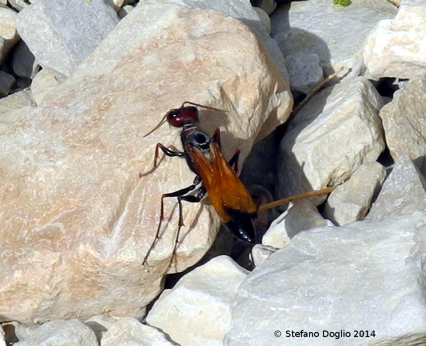 vespe israeliane: Vespa orientalis e Sphecidae sp.